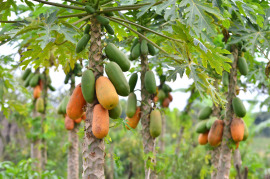 papaja na drzewach