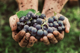 czarne winogrona na dłoniach