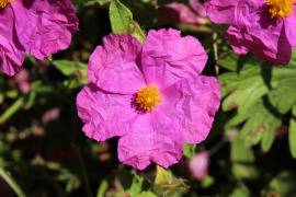 kwiat różowego czystka