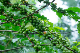 zielona kawa na gałęzi