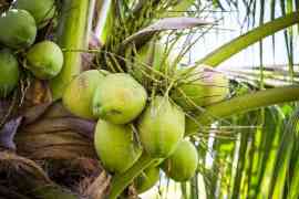 Zielone kokosy