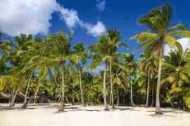 Palmy kokosowe