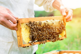 wosk pszczeli w dłoniach