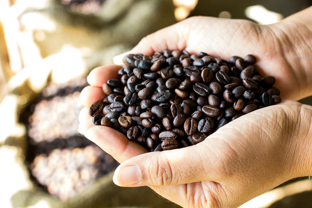 Uprawa Arabiki w domu - czyli jak samodzielnie wyhodować kawę?