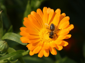 nagietek z pszczołą