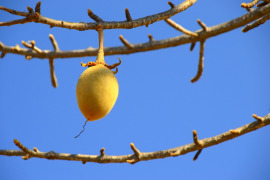 owoc baobabu