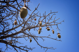owoce baobabu