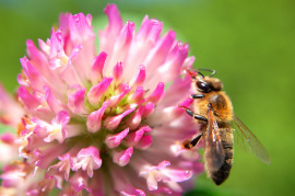 pszczoła na koniczynie