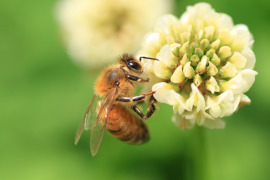 pszczoła na koniczynie
