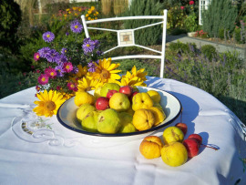 owoce pigwy na talerzu w ogrodzie