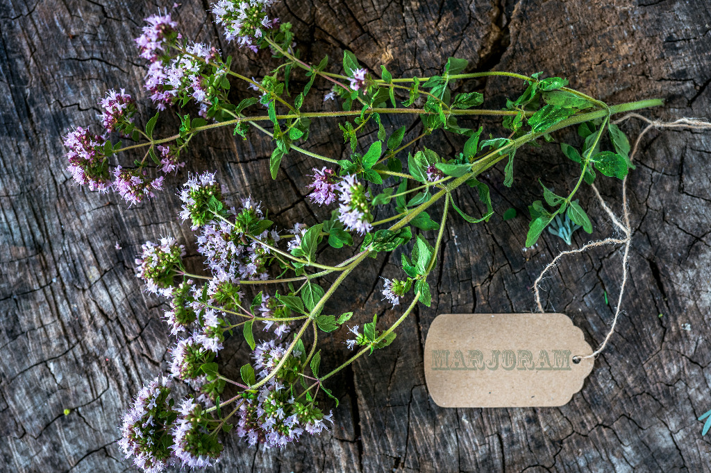 Majeranek – przyprawa i zioło, które leczy