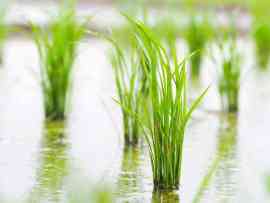 Rosnący ryż w wodzie
