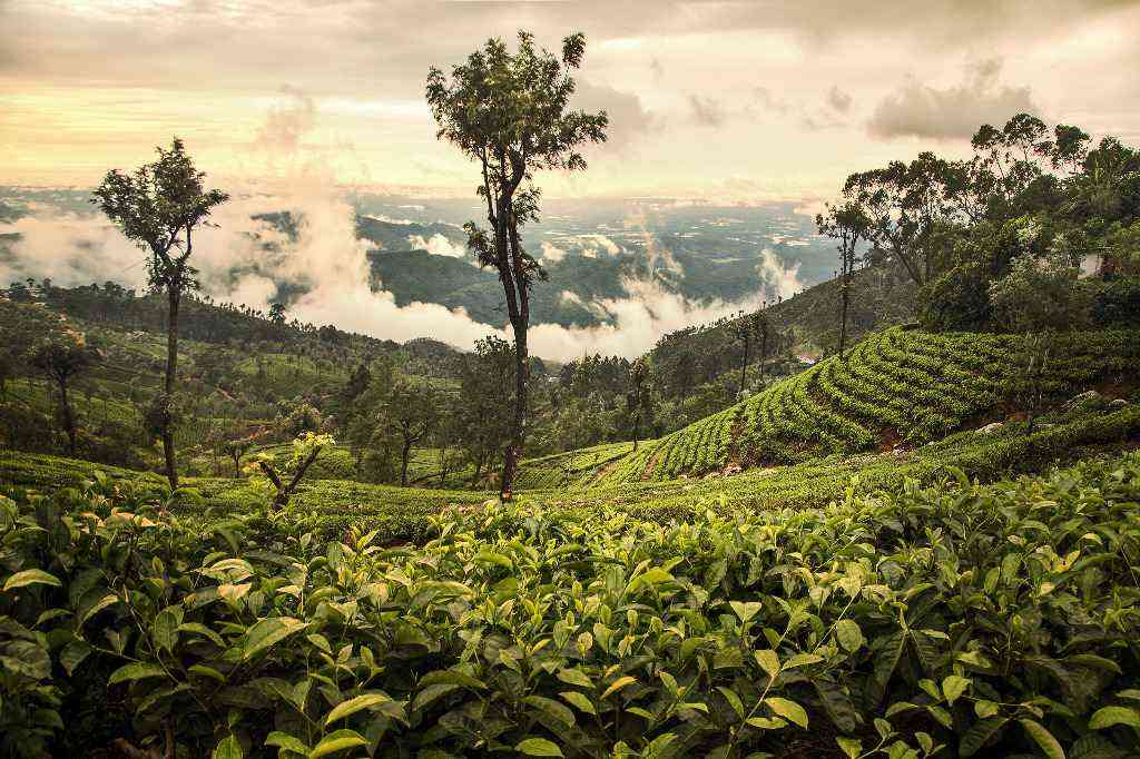 Plantacja herbaty