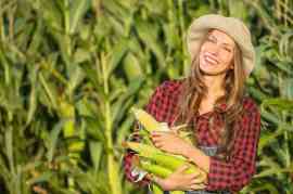 kobieta trzyma kolby kukurydzy