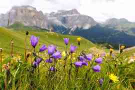 łąka kwiatów w górach