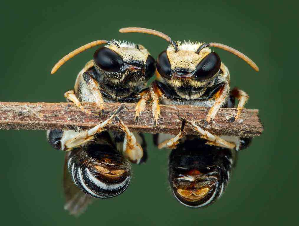 pszczoły na patyku