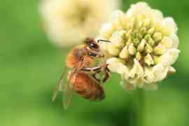 pszczoła na kwiecie