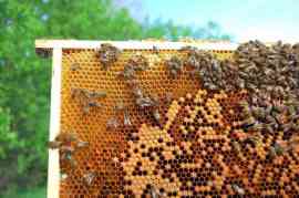 plaster miodu z pszczołami