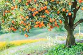 pomarańcze na drzewie