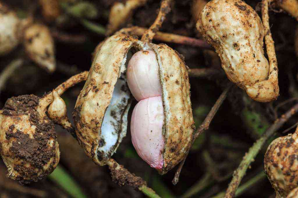 Orzechy ziemne (arachidowe) - właściwości i wartości odżywcze fistaszków