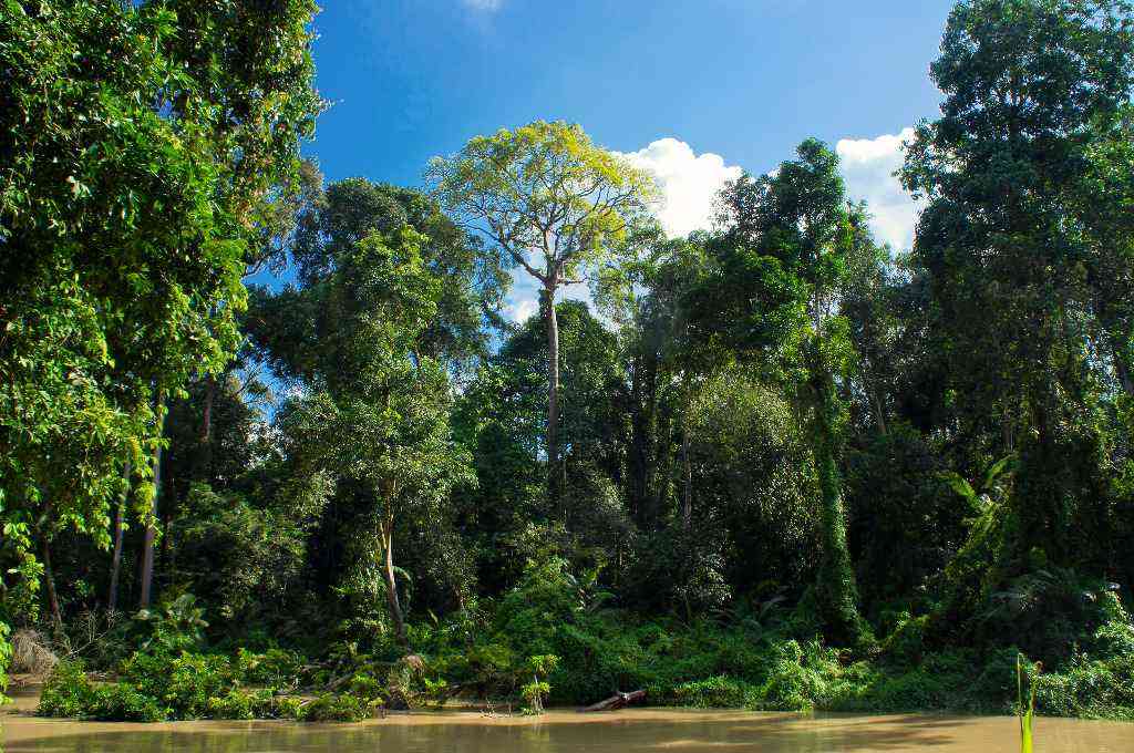 Tropikalny Las Deszczowy - Kraina Największych Pszczół Świata