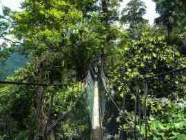 Most linowy w lesie