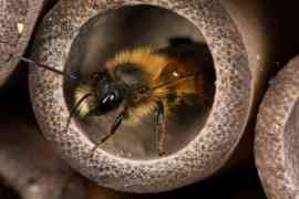 Pszczoła tropikalna