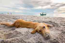 Pies na plaży nad morzem