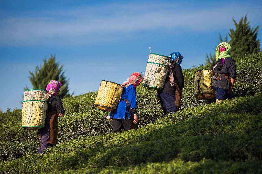 Pracownicy plantacji herbaty