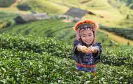 Dziecko na uprawie herbaty
