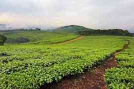 Uprawa kawy w Burundi