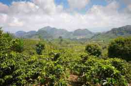 Uprawa kawy Honduras
