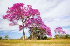 Drzewo Lapacho