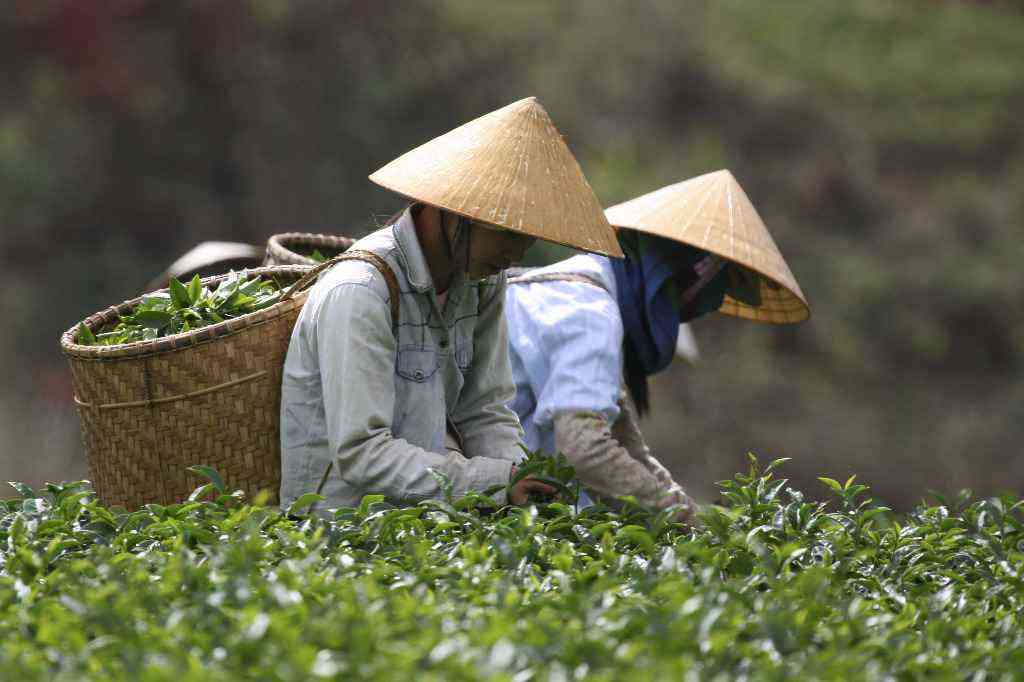 Wietnam - uprawa herbaty