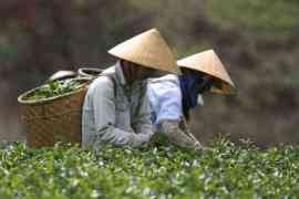 Pracownicy uprawy herbaty