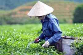 Pracownik uprawy herbaty