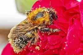 pszczoła w pyłku na kwiecie