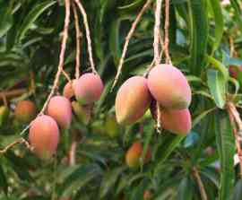 rosnące mango na drzewie