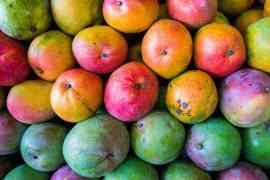 kolorowe owoce mango