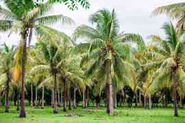 widok na palmy