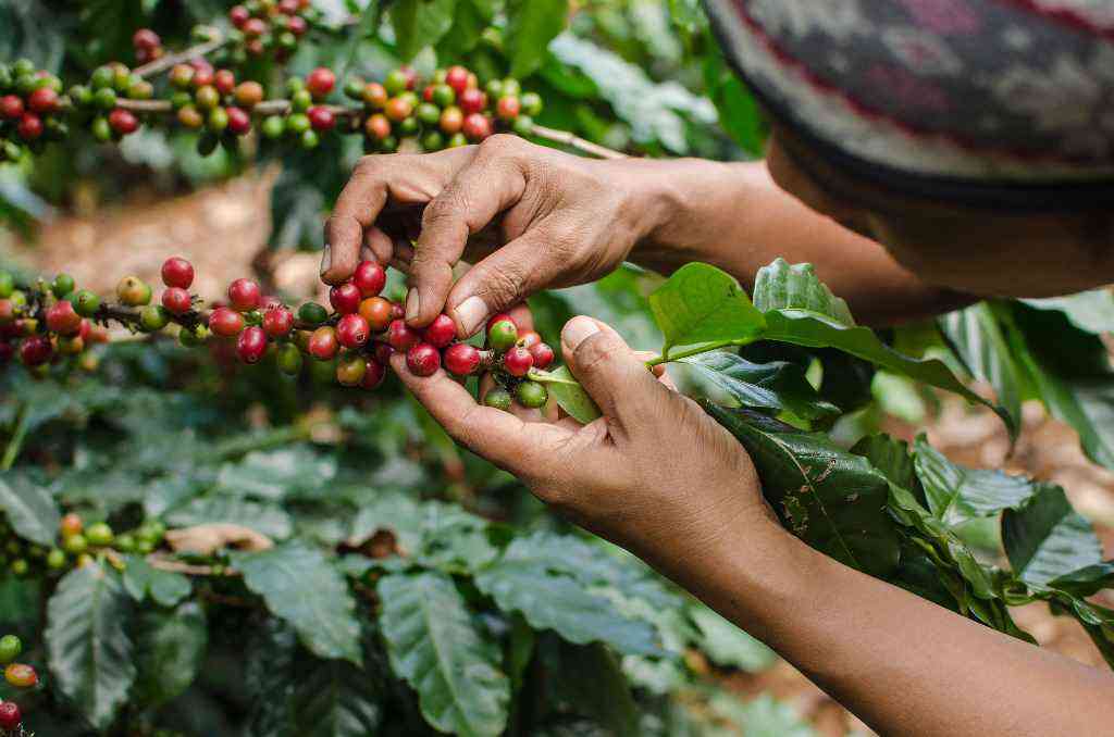 10 niezwykłych faktów zdrowotnych i odżywczych o kawie fairtrade