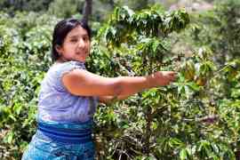kobieta i uprawa kawy fairtrade