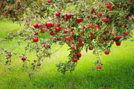 czerwone jabłka na drzewie