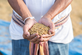 ryż w dłoniach
