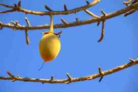 owoc baobabu na drzewie