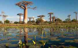 baobaby nad woda