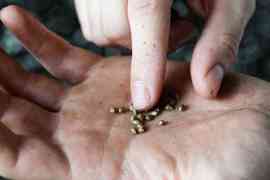 nasiona konopi na dłoni