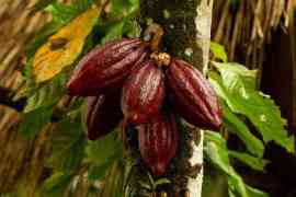 kakaowce na drzewie