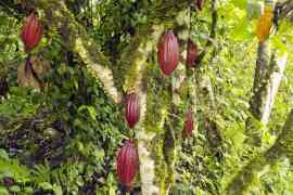kakaowce na drzewie