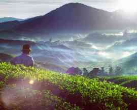 uprawa herbaty w górach